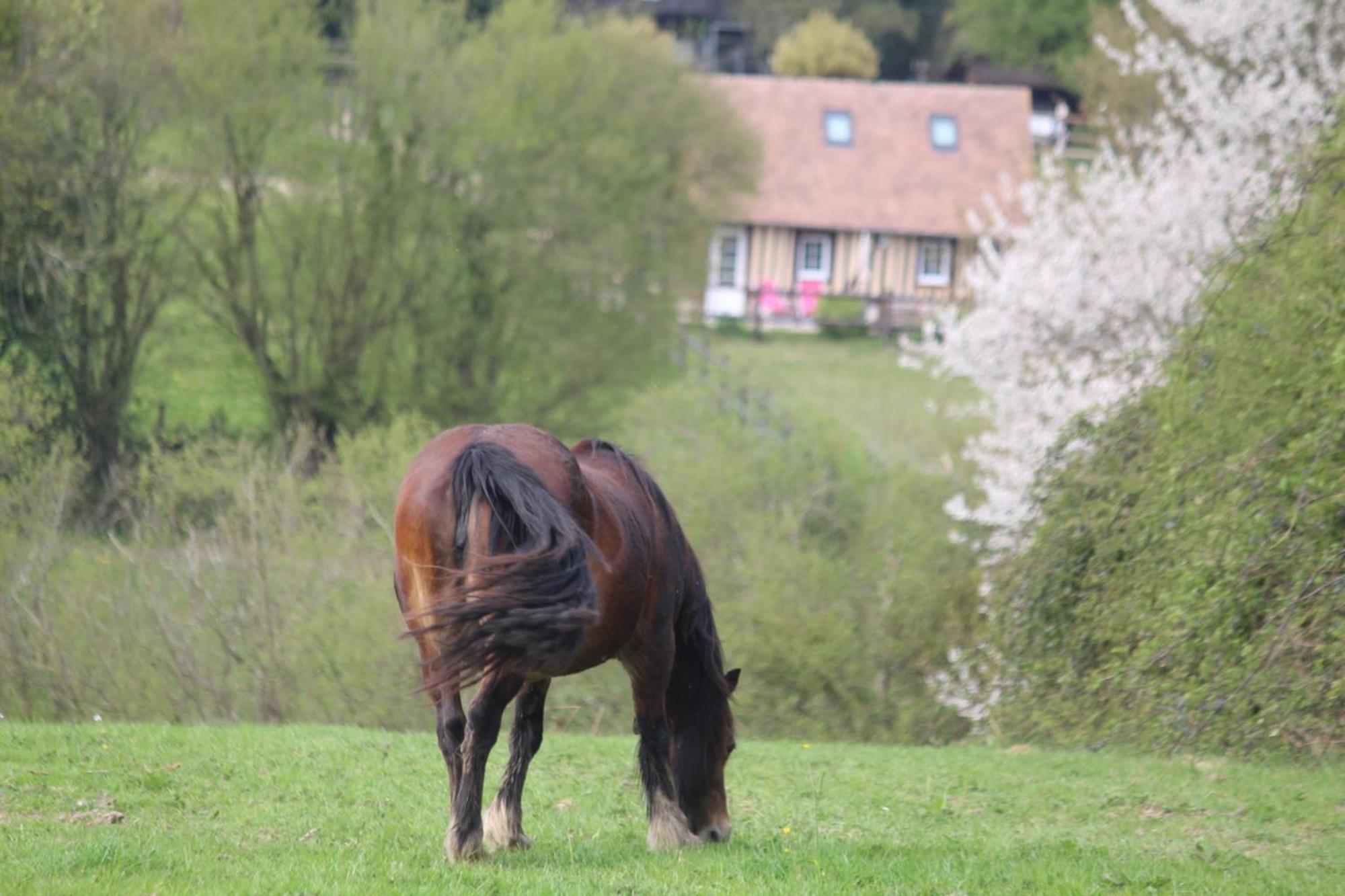 Gite A la petite Bretonnière Saint-Pierre-Des-Ifs  Extérieur photo